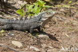 Zwarte leguaan (Ctenosaura similis)