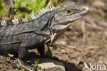 Zwarte leguaan (Ctenosaura similis)