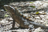 Black Iguana (Ctenosaura similis)