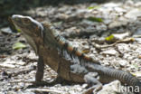 Zwarte leguaan (Ctenosaura similis)