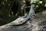 Zwarte leguaan (Ctenosaura similis)