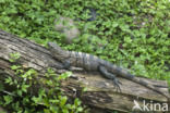 Black Iguana (Ctenosaura similis)