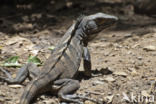 Zwarte leguaan (Ctenosaura similis)