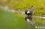 Zwarte Mees (Parus ater)