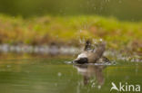 Coal Tit (Parus ater)