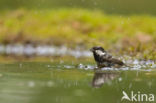 Coal Tit (Parus ater)