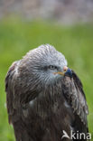 Black Kite (Milvus migrans)