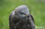 Black Kite (Milvus migrans)