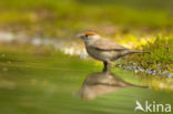 Blackcap (Sylvia atricapilla)