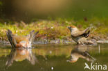 Blackcap (Sylvia atricapilla)