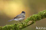 Blackcap (Sylvia atricapilla)