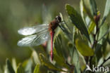 Red-veined Darter (Sympetrum fonscolombii)