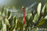 Zwervende heidelibel (Sympetrum fonscolombii)