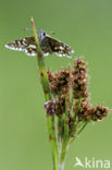 Grizzled Skipper (Pyrgus malvae)