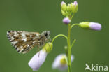 Grizzled Skipper (Pyrgus malvae)