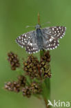 Grizzled Skipper (Pyrgus malvae)