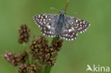 Grizzled Skipper (Pyrgus malvae)