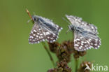 Grizzled Skipper (Pyrgus malvae)