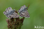 Grizzled Skipper (Pyrgus malvae)