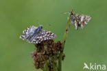 Grizzled Skipper (Pyrgus malvae)