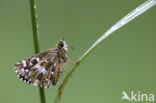 Grizzled Skipper (Pyrgus malvae)