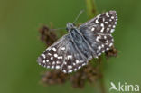 Grizzled Skipper (Pyrgus malvae)