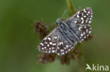 Grizzled Skipper (Pyrgus malvae)