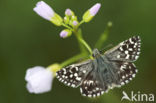 Grizzled Skipper (Pyrgus malvae)