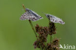 Grizzled Skipper (Pyrgus malvae)