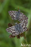 Grizzled Skipper (Pyrgus malvae)