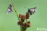 Grizzled Skipper (Pyrgus malvae)