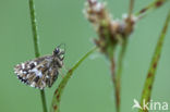 Grizzled Skipper (Pyrgus malvae)