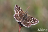 Grizzled Skipper (Pyrgus malvae)