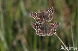 Grizzled Skipper (Pyrgus malvae)