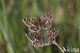 Grizzled Skipper (Pyrgus malvae)