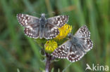 Grizzled Skipper (Pyrgus malvae)