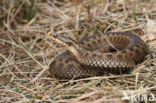 Common Viper (Vipera berus)