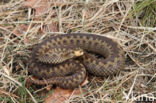 Common Viper (Vipera berus)