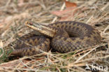 Adder (Vipera berus)