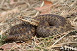 Common Viper (Vipera berus)