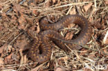 Common Viper (Vipera berus)