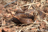 Common Viper (Vipera berus)