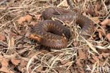 Common Viper (Vipera berus)