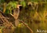 Afrikaanse Dwergaalscholver (Microcarbo africanus)