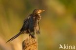 Reed cormorant