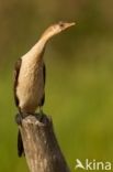 Reed cormorant