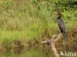 Afrikaanse Dwergaalscholver (Microcarbo africanus)