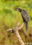 Reed cormorant