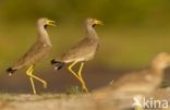 African wattled lapwing