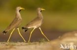 African wattled lapwing